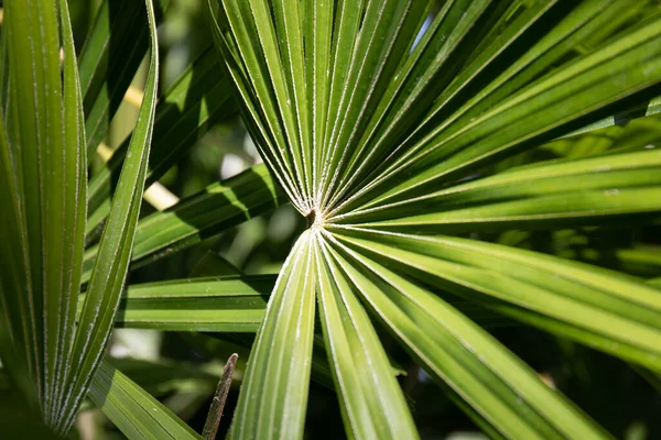 Composition Shade Shadow Green Palm Leaf — Stock Fotó