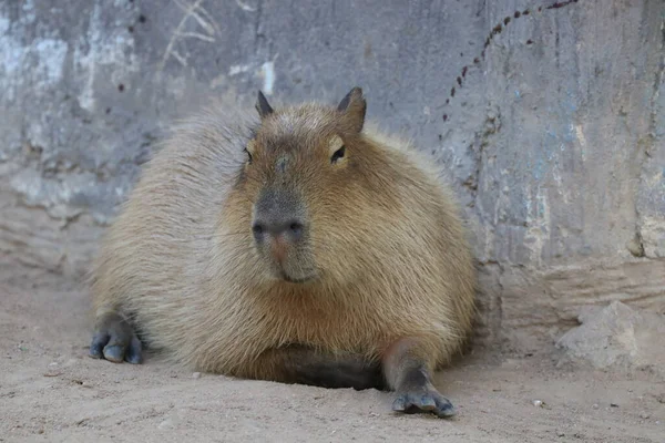 Zabawna Poza Capybara Posiłku — Zdjęcie stockowe