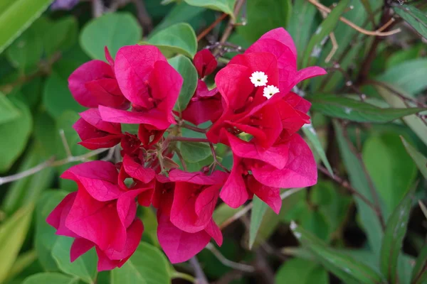 Kırmızı Bougainvillea Çiçekleri Parlak Kırmızı Tropikal Çiçek Yaz Güneşi Günü — Stok fotoğraf
