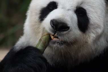Close up Giant Panda biting Bamboo Shoot