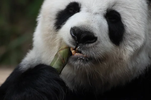 Close Panda Gigante Mordendo Bambu Atirar — Fotografia de Stock