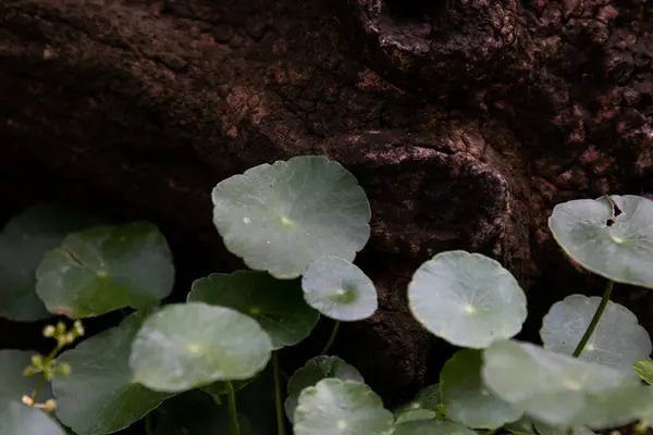 Green Leaves Growing Old Rock — стокове фото