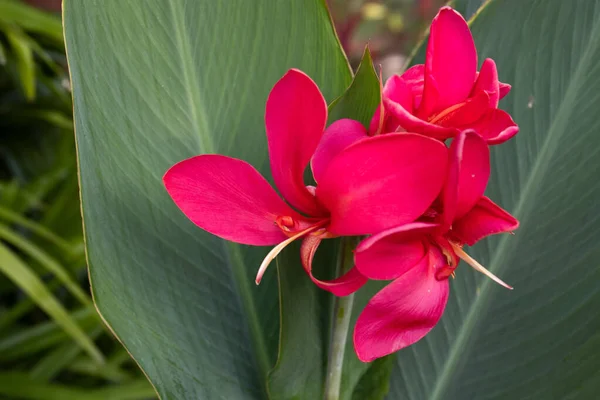 Red Australian Arrowroot Flower Edible Canna Indian Shot —  Fotos de Stock