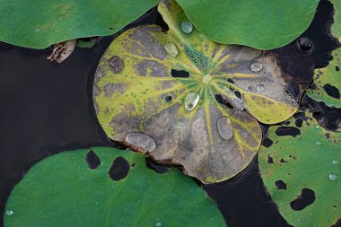 Nilüfer yaprağına su damlası, çürümüş nilüfer yaprağı, soyut sanatlar için iyi bir kombinasyon.