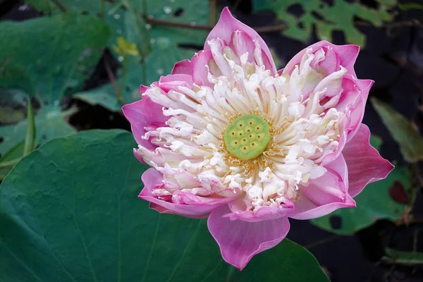 Beautiful Pink Lotus Flower Water Lilies Pond Garden — Stock Photo, Image