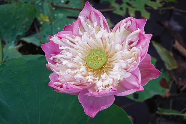 Belle Fleur Lotus Rose Nénuphars Dans Jardin Étang — Photo