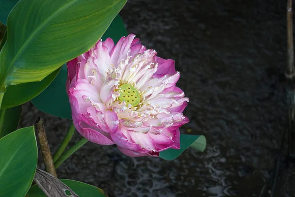 Schöne Rosa Lotusblume Seerosen Teichgarten — Stockfoto