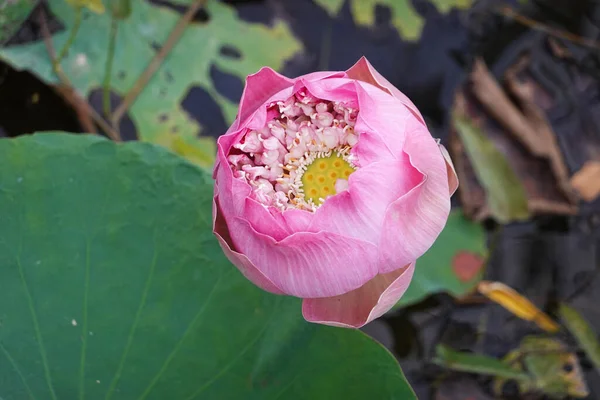 Schöne Rosa Lotusblume Seerosen Teichgarten — Stockfoto