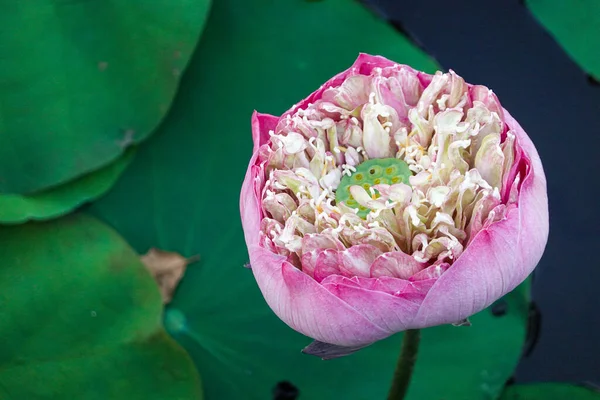 Schöne Rosa Lotusblume Seerosen Teichgarten — Stockfoto