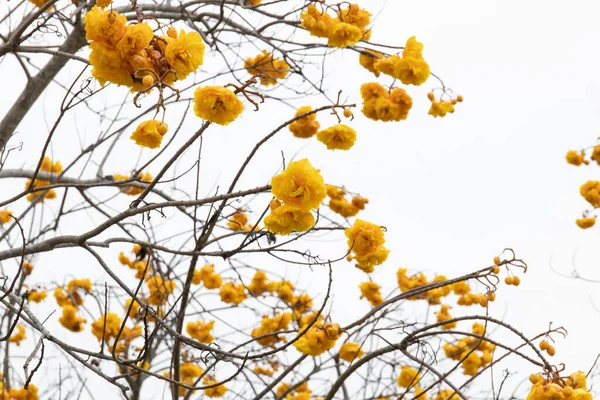 Фрешен Влітку Разом Yellow Flowers Butter Cup Yellow Silk Cotton — стокове фото