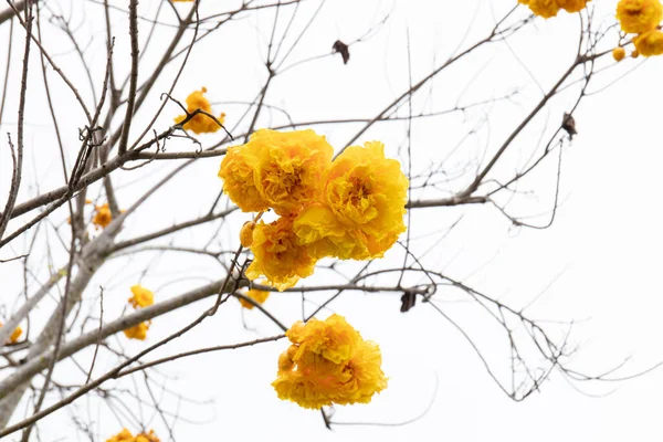Фрешен Влітку Разом Yellow Flowers Butter Cup Yellow Silk Cotton — стокове фото