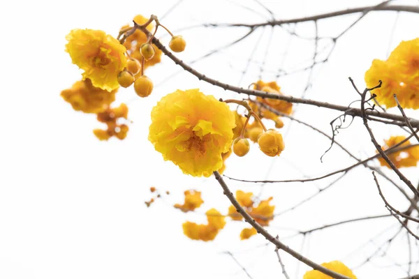 Erfrischen Sie Den Sommer Auf Dem Land Mit Gelben Blumen — Stockfoto