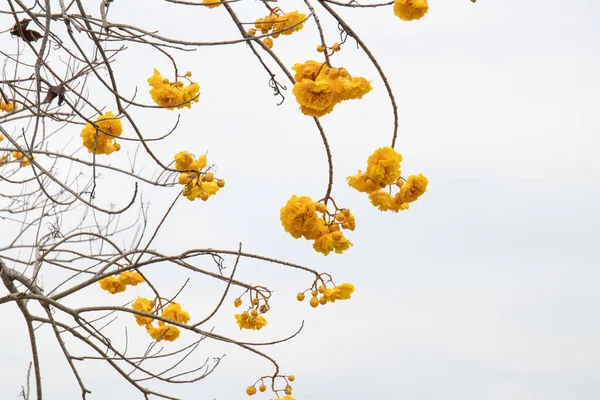 Refrescar Verano Largo Del País Con Flores Amarillas Taza Mantequilla — Foto de Stock