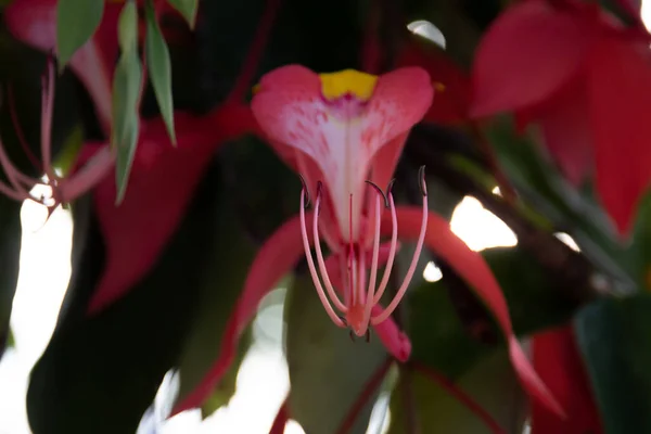 Krásný Červený Květ Pýcha Barmy Orchidej Amherstia Nobilis — Stock fotografie