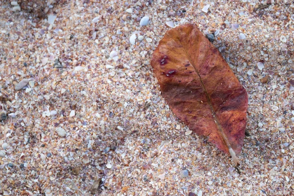 Feuille Brune Séchée Sur Plage — Photo