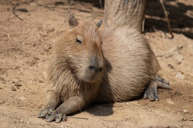 Tatlı Capybara yerde dinleniyor.