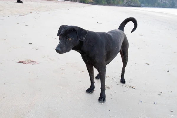 Close Black Dog Resting Fine Sand Beach — Stock Photo, Image