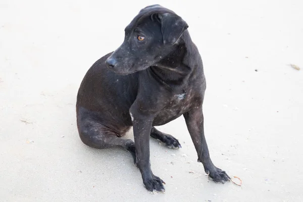 Close Black Dog Resting Fine Sand Beach — Stock Photo, Image