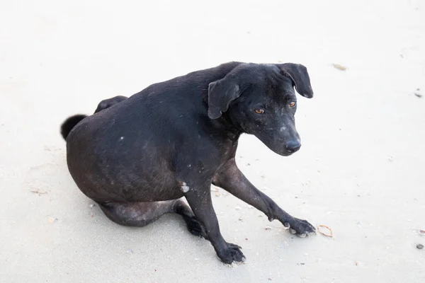 Close Black Dog Resting Fine Sand Beach — Stock Photo, Image