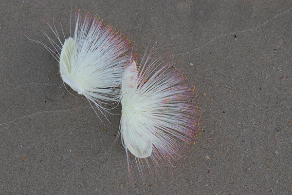 開花する海の毒の木の花を閉じる Lecythidaceae Barringtoniaceae — ストック写真