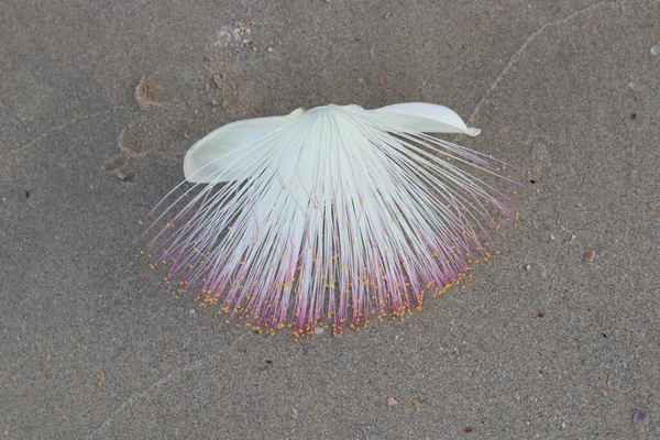 開花する海の毒の木の花を閉じる Lecythidaceae Barringtoniaceae — ストック写真