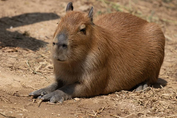 Tatlı Capybara yerde dinleniyor.