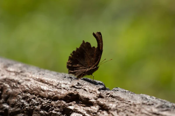 Nahaufnahme Brauner Schmetterling Auf Dem Zweig — Stockfoto