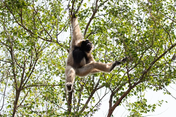 Ağaçta sevimli ve şakacı Gibbon