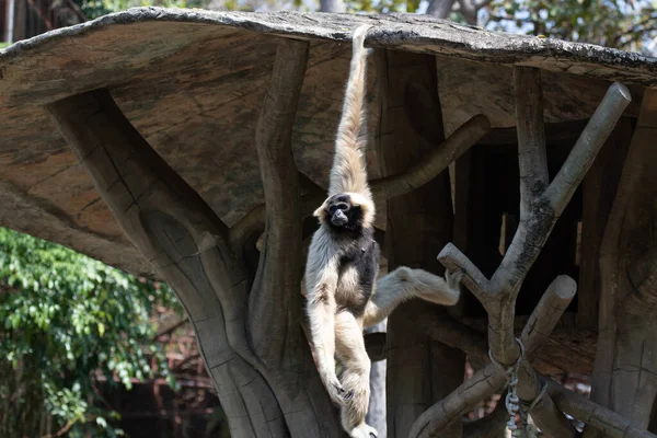 Niedliche Und Verspielte Gibbon Auf Dem Baum — Stockfoto