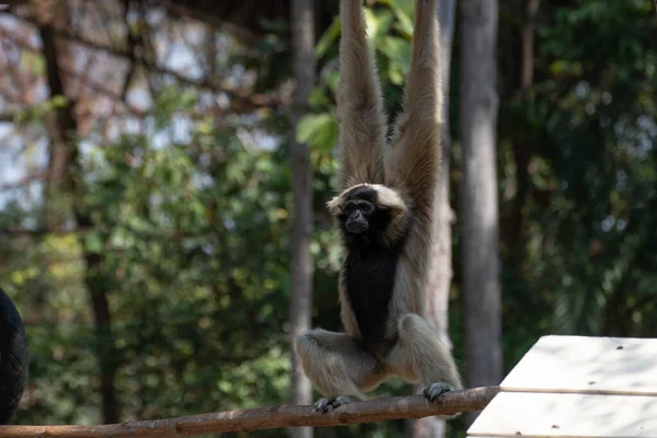 Aranyos Játékos Gibbon Fán — Stock Fotó