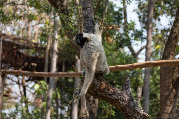 Bonito Brincalhão Gibbon Árvore — Fotografia de Stock