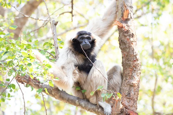 Χαριτωμένο Και Παιχνιδιάρικο Gibbon Στο Δέντρο — Φωτογραφία Αρχείου