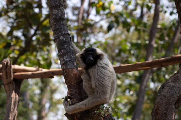 Gibbon Divertido Juguetón Árbol — Foto de Stock