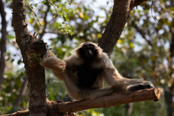 Vtipný Hravý Gibbon Stromě — Stock fotografie