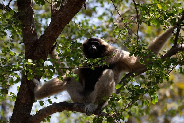 Gibbon Divertido Juguetón Árbol —  Fotos de Stock