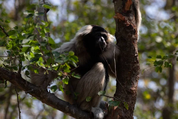 Gibbon Divertido Juguetón Árbol — Foto de Stock