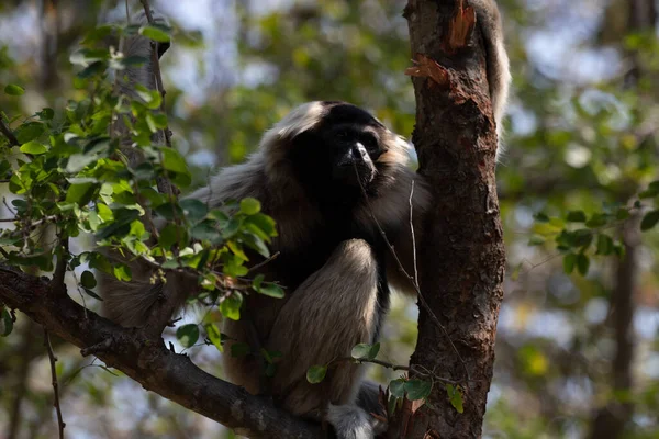 Αστείος Και Παιχνιδιάρης Gibbon Στο Δέντρο — Φωτογραφία Αρχείου