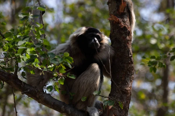 Ağaçta Komik Neşeli Gibbon — Stok fotoğraf