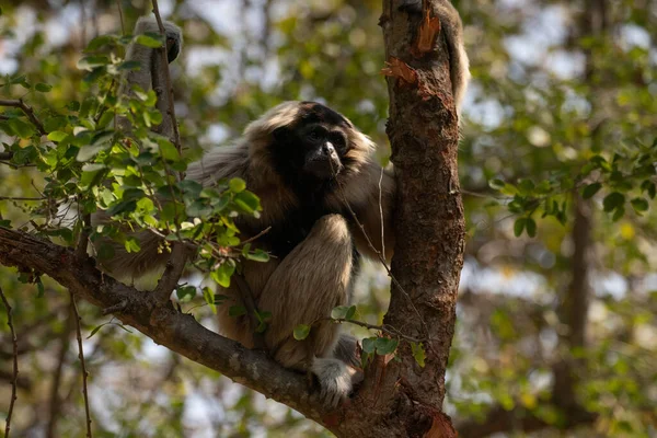 Gibbon Divertido Juguetón Árbol — Foto de Stock