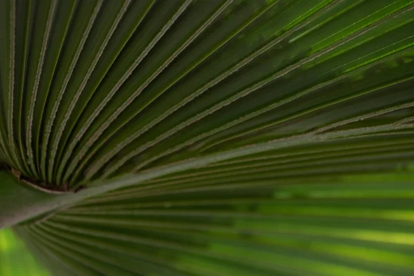 Beauty Nature Texture Pattern Green Palm Tree — Stock Photo, Image