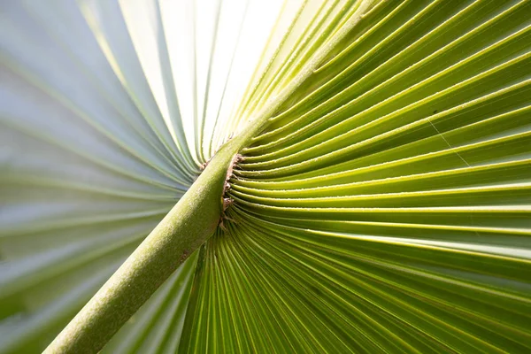 Beauté Nature Texture Motif Palmier Vert — Photo