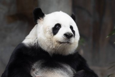 Tatlı Yumuşak Panda adı Lin Hui
