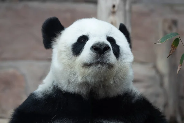 甘いふわふわパンダの名前林ホイ — ストック写真