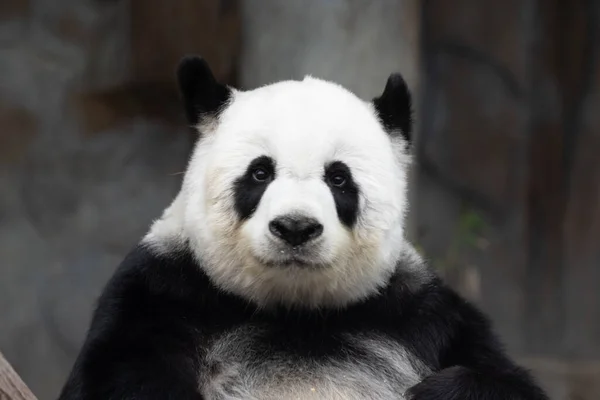 Dolce Panda Soffice Nome Lin Hui — Foto Stock