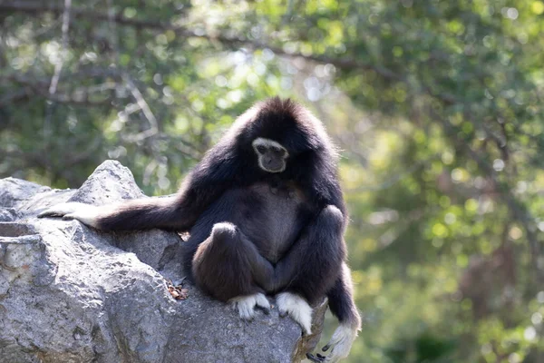 Gibbon Negro Divertido Juguetón Árbol — Foto de Stock
