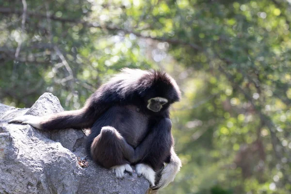 Gibbon Nero Divertente Giocoso Sull Albero — Foto Stock