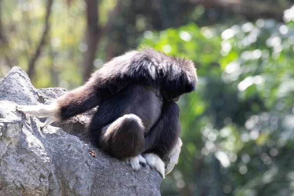 Grappig Speels Zwart Gibbon Boom — Stockfoto