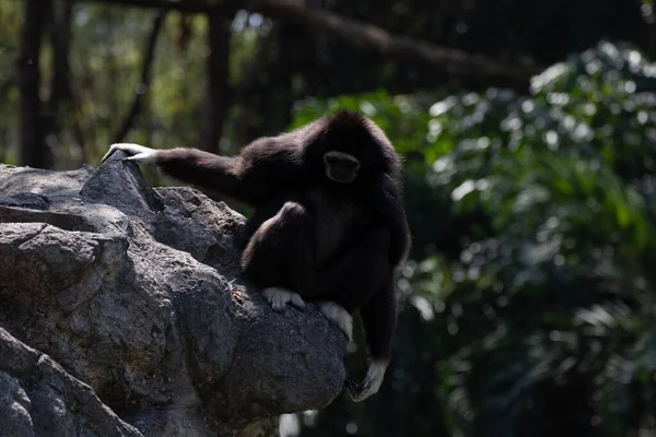 Lustiges Und Verspieltes Schwarzes Gibbon Baum — Stockfoto