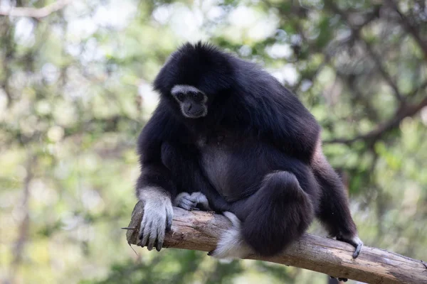 Αστεία Και Παιχνιδιάρικο Μαύρο Gibbon Στο Δέντρο — Φωτογραφία Αρχείου