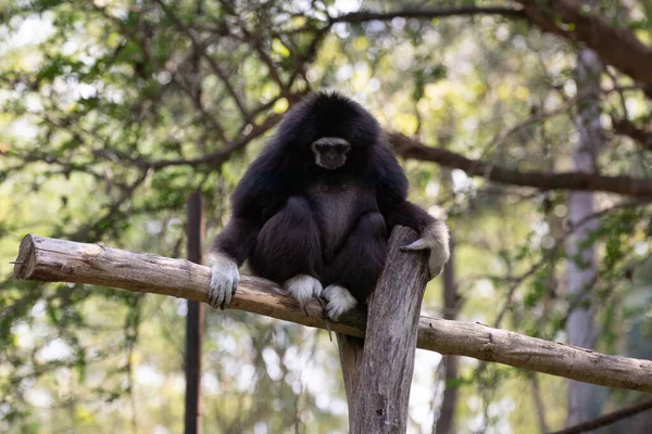 Αστεία Και Παιχνιδιάρικο Μαύρο Gibbon Στο Δέντρο — Φωτογραφία Αρχείου